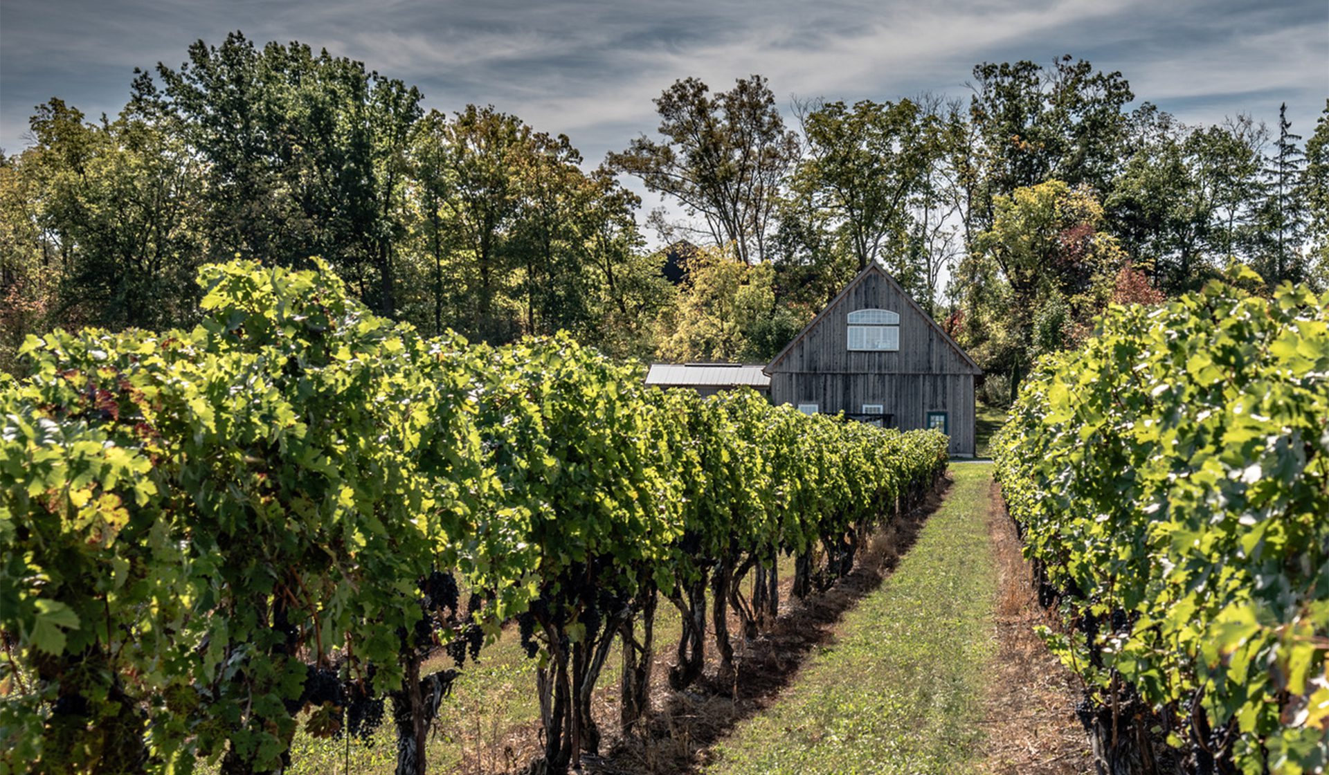 Lowrey-vineyard St. David's Bench